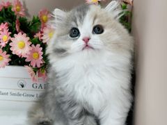 -小猫来了·猫舍(红山六九七九店)