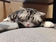 -绒爪撸猫下午茶·猫咖