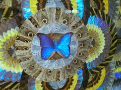 蝴蝶翅膀画之一-上海昆虫博物馆