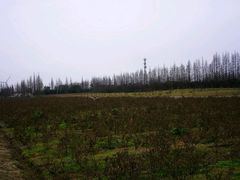 -上海长兴岛郊野公园