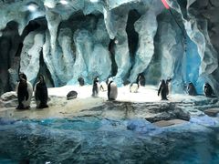 -帝企鹅自助餐厅•儿童岛•真企鹅(长隆企鹅酒店)