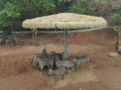 -泉州海丝野生动物世界