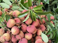 -香山鸡嘴荔枝