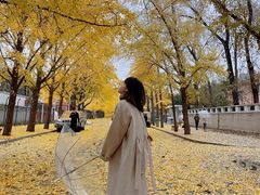 -三里屯东五街银杏大道