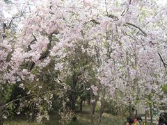 -西安青龙寺遗址景区