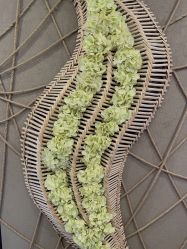 -青青一生美皮肤管理