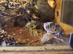 -Rabbit Cafe私房西餐甜点咖啡(栖霞路店)