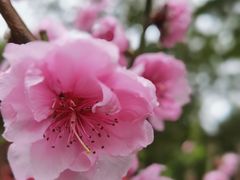 -桃花涧