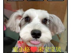 -宠小格时尚宠物生活馆(唐镇店)