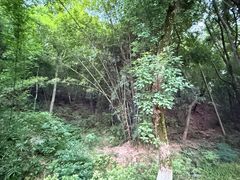 -峙山公园