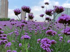 -杭州城北体育公园