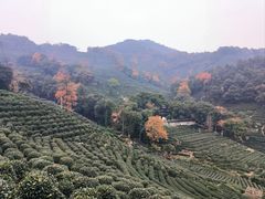 -龙井壹号·茶缘山景宴(龙井村店)
