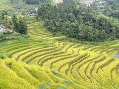 -紫鹊界梯田景区