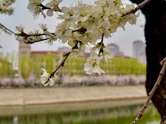 -桃花堤公园