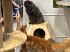 -楼上猫咖(罗湖店)