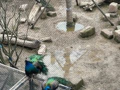 -武汉动物园