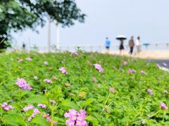 -杨梅坑