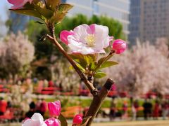 -海棠花溪(元大都城垣遗址公园)