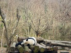 -都江堰中华大熊猫苑