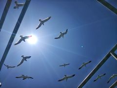 景点-长岛万鸟岛