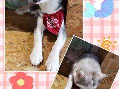 -Husky Go! 哈士奇体验馆·宠物咖啡厅狗咖