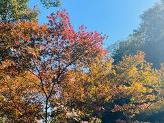 -岳麓山风景名胜区