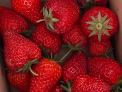 -小鱼草莓采摘园农家乐·小鱼餐厅