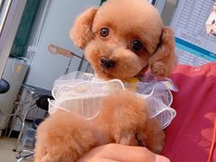 -北京恒爱动物医院(清景园分院)