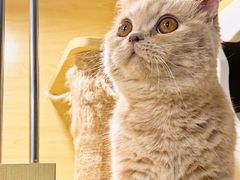 -猫宠乐园·专业洗护