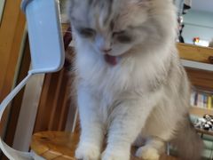 -MOYOYO猫咪咖啡店