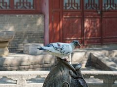 -西安大兴善寺