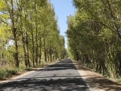 -金塔沙漠胡杨林景区