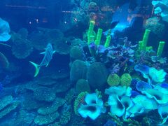 -迪拜水族馆及水下动物园