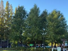 -黄海国家森林公园