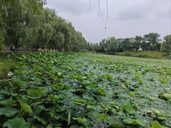 -洋湖国家湿地公园