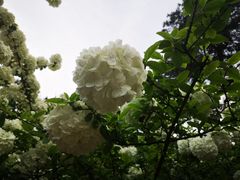 -金水泊山庄·花椒鸡(铁山坪店)