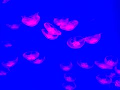 -芜湖新华联大白鲸海洋公园