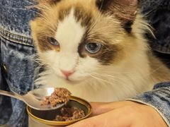 -喵喵咪呀布偶猫咖(春熙路店)