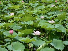 -荔湾湖公园