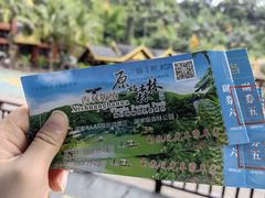 -西双版纳原始森林公园