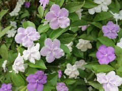-广东花都湖国家湿地公园