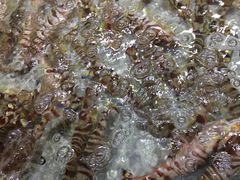 -渔傅·蓝海岸霞浦海鲜(正祥店)