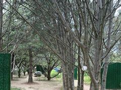 -尚庄度假村·庭台树下·户外烧烤·团建CS·轰趴营地(上庄水库店)
