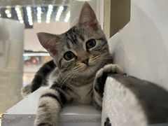 -COLOR PETS 撸猫馆·购猫·猫咖(长风大悦城店)