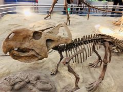 -国家自然博物馆