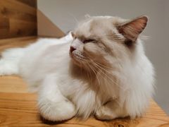 -瞄一喵猫咖(格力海岸店)