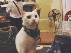 -猫色咖啡·猫咖