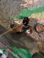 -酷嗒动物文化乐园(cutezoo西溪乐天城店)