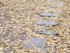 -秋霞圃