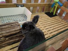 -宠物兔专门店(天丰利市场店)